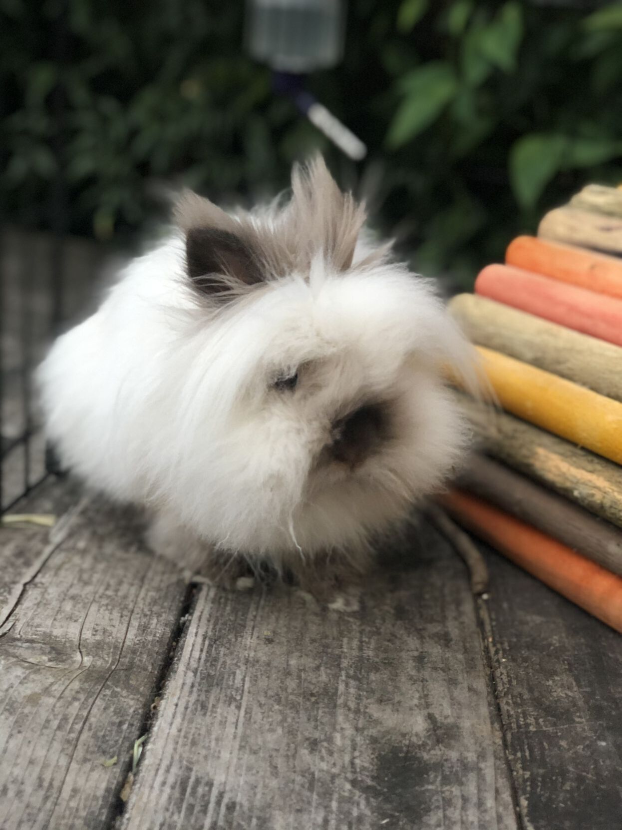 Bun Bun